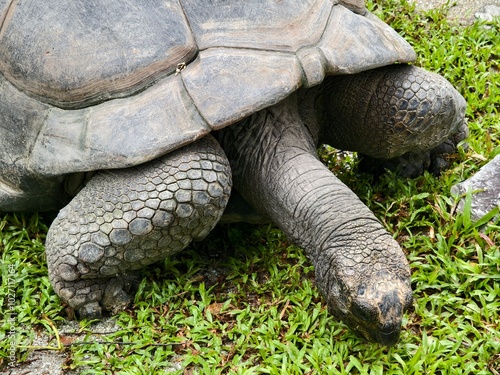 Tortoise resting on the lush green grass of its natural habitat photo