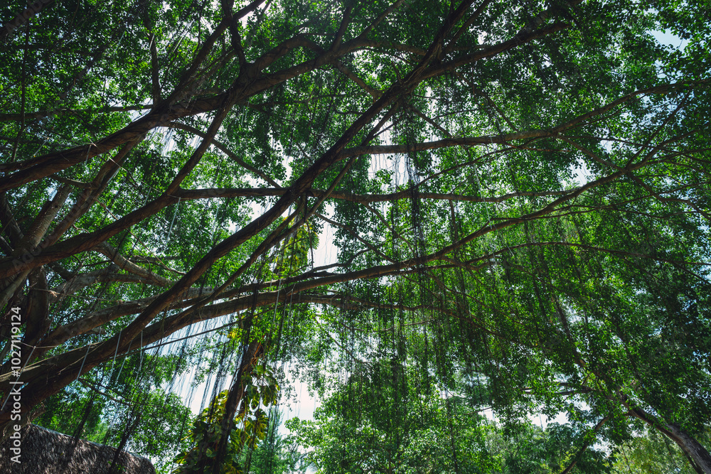 Naklejka premium 【タイ】パンガン島の巨木が作り出す神秘的な風景
