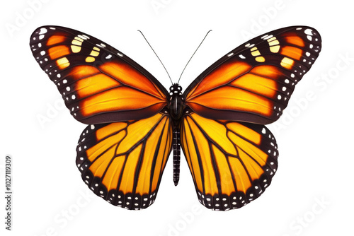 Orange and Black Butterfly with White Spots