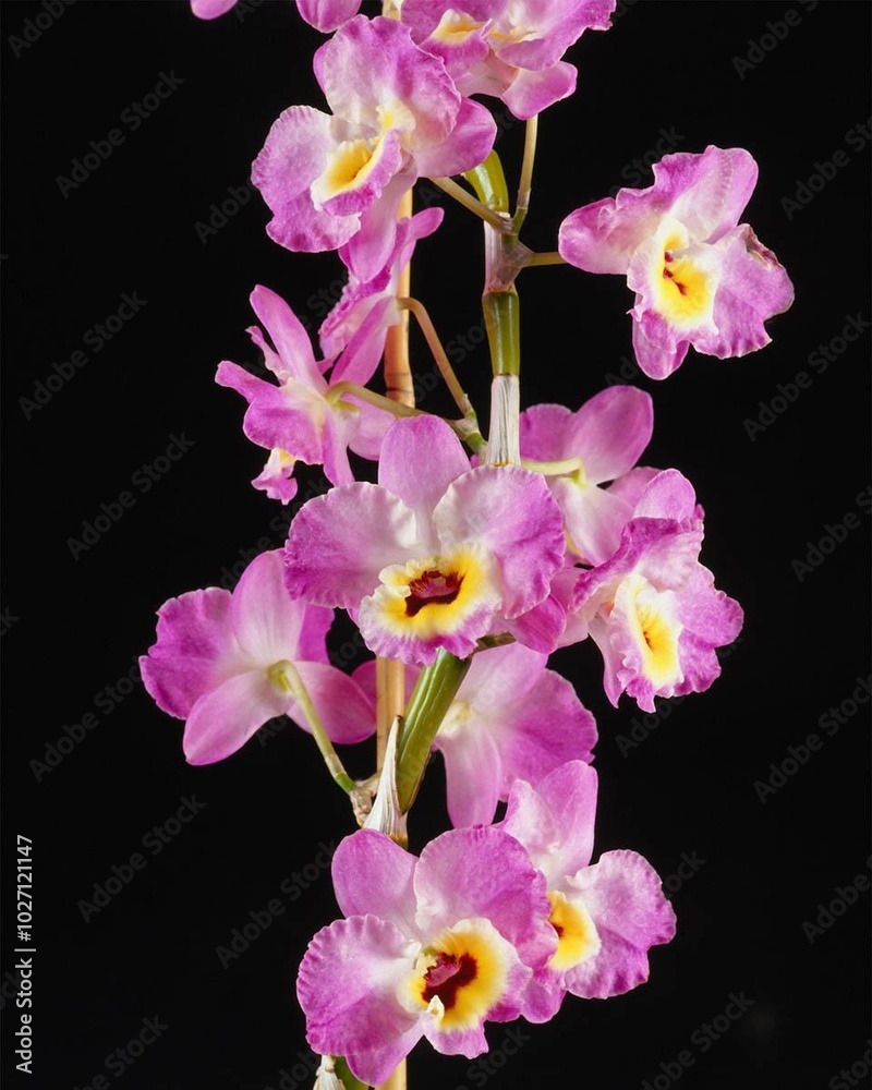 Flowers close view background. Natural flower shape, garden plants Flowers close view background. Natural flower shape, garden plants