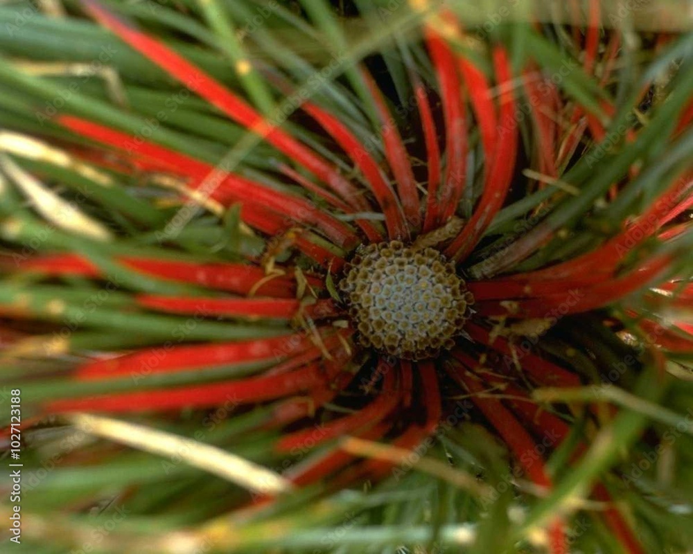 Flowers close view background. Natural flower shape, garden plants
