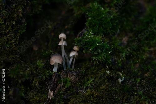 Wenige Millimeter große Pilze wachsen an einem mit Moos bedeckten Baumstamm, Deutschland
