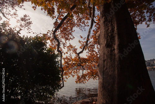 Sun light filtering through autumn colored plane tree branches stretched out towards the Lugano lake. Ticino, Switzerland. Concept about tranquility and relaxation