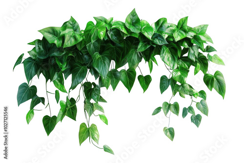 Green Vine Leaves on Black Background