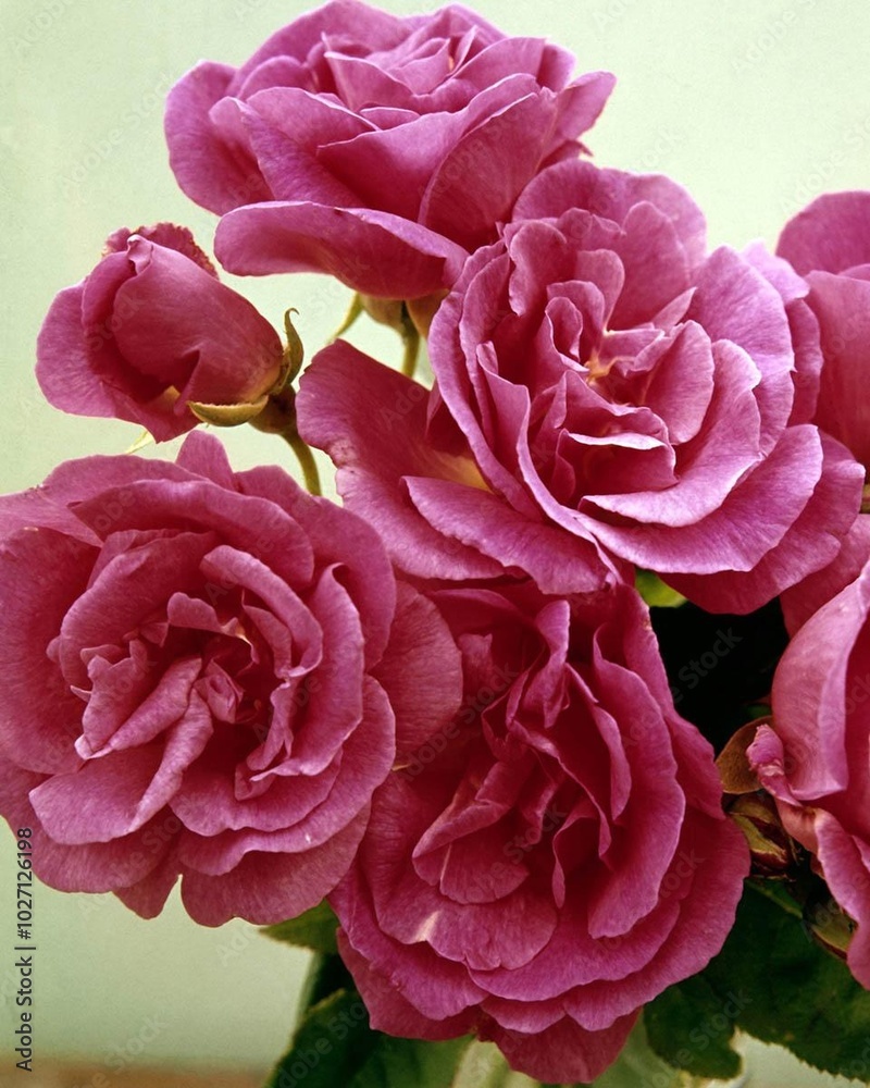 Flowers close view background. Natural flower shape, garden plants Flowers close view background. Natural flower shape, garden plants