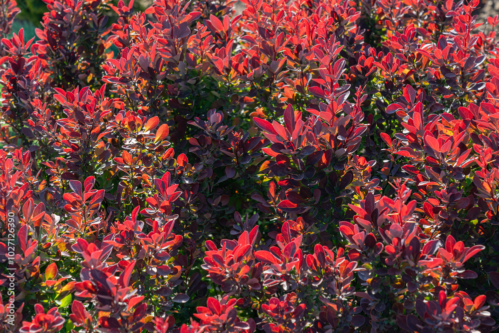 Fototapeta premium Vibrant red foliage bushes creating a colorful landscape in autumn sunlight