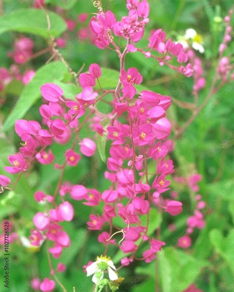 Flowers close view background. Natural flower shape, garden plants Flowers close view background. Natural flower shape, garden plants