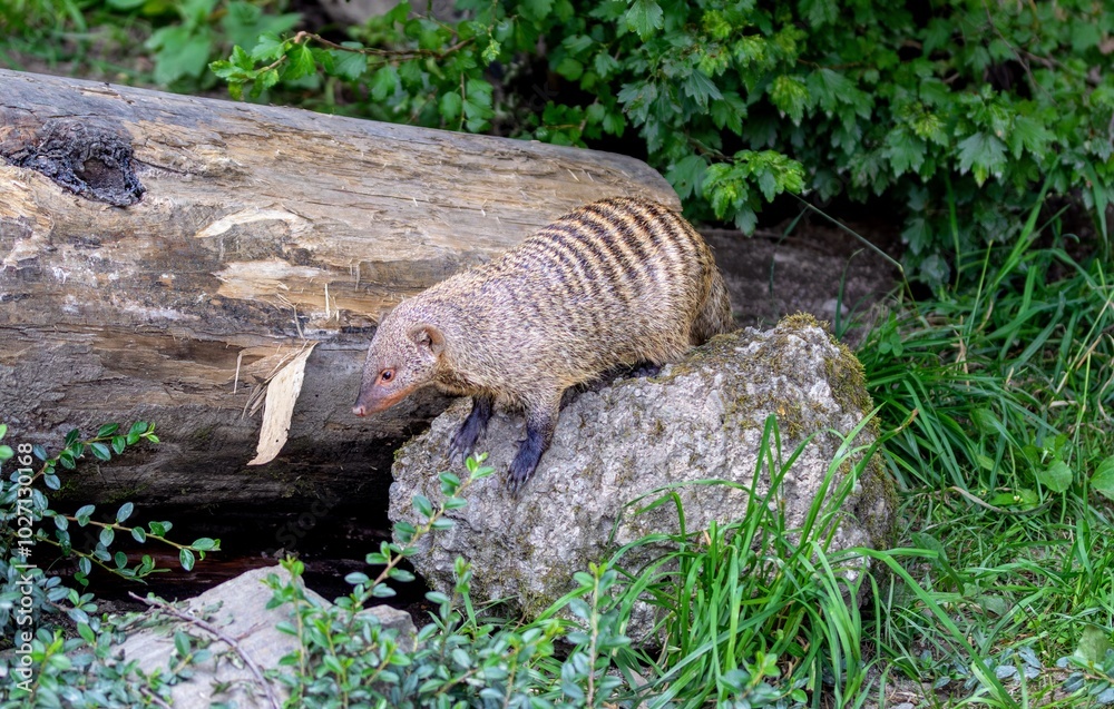 Zerbamangusten Mangusten Banded Mongoose Zerbamangusten Mangusten Banded Mongoose