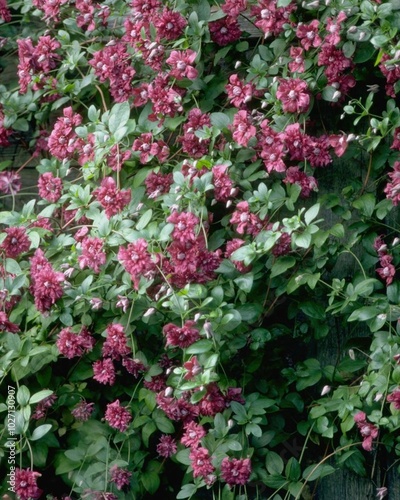 Flowers close view background. Natural flower shape, garden plants