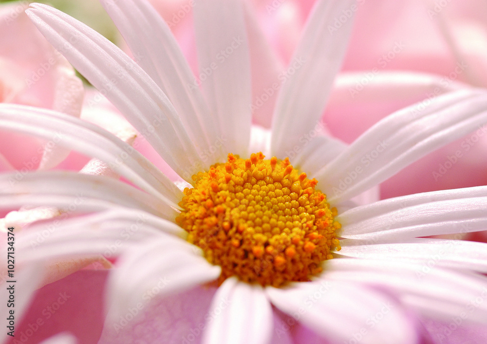 Flowers close macro view background, flower shape in detail Flowers close macro view background, flower shape in detail