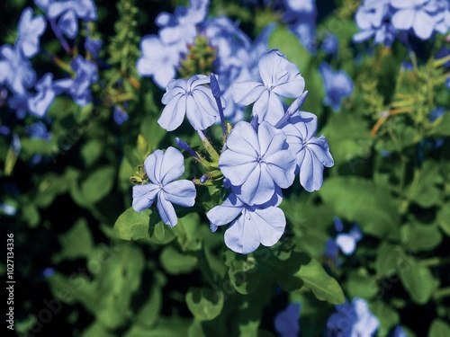 Flowers close view background. Natural flower shape, garden plants