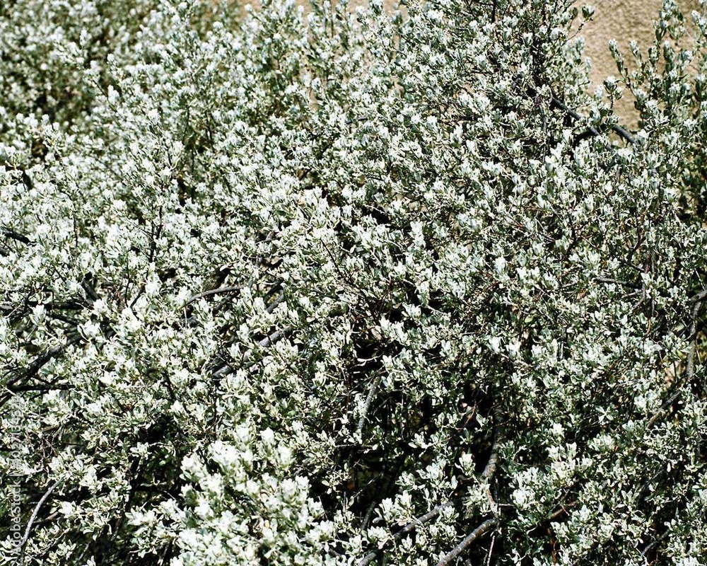 Flowers close view background. Natural flower shape, garden plants Flowers close view background. Natural flower shape, garden plants