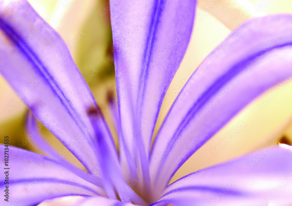 Flowers close macro view background, flower shape in detail Flowers close macro view background, flower shape in detail