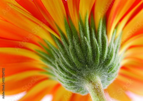 Flowers close macro view background, flower shape in detail