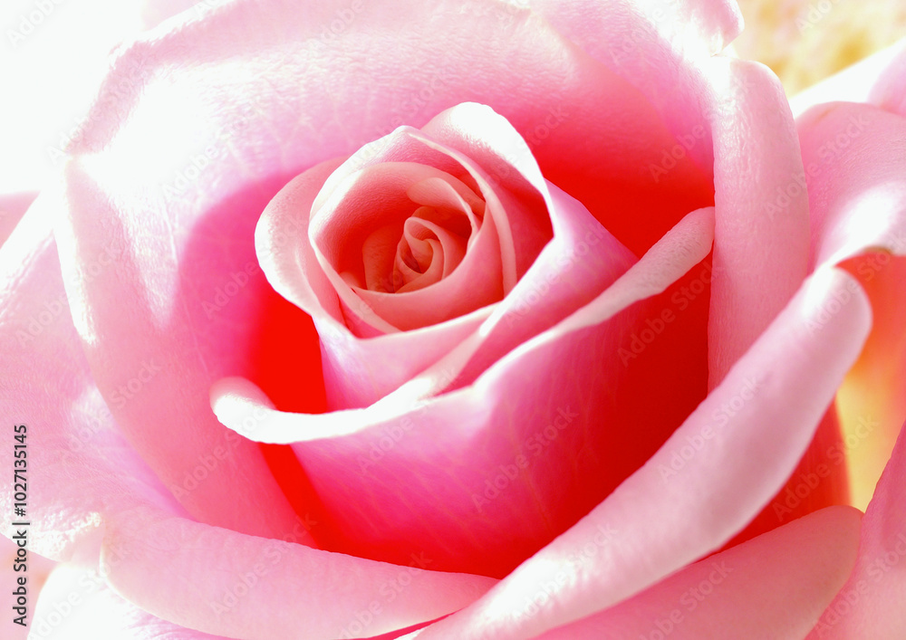 Rose flower close macro view background, roses in detail Rose flower close macro view background, roses in detail
