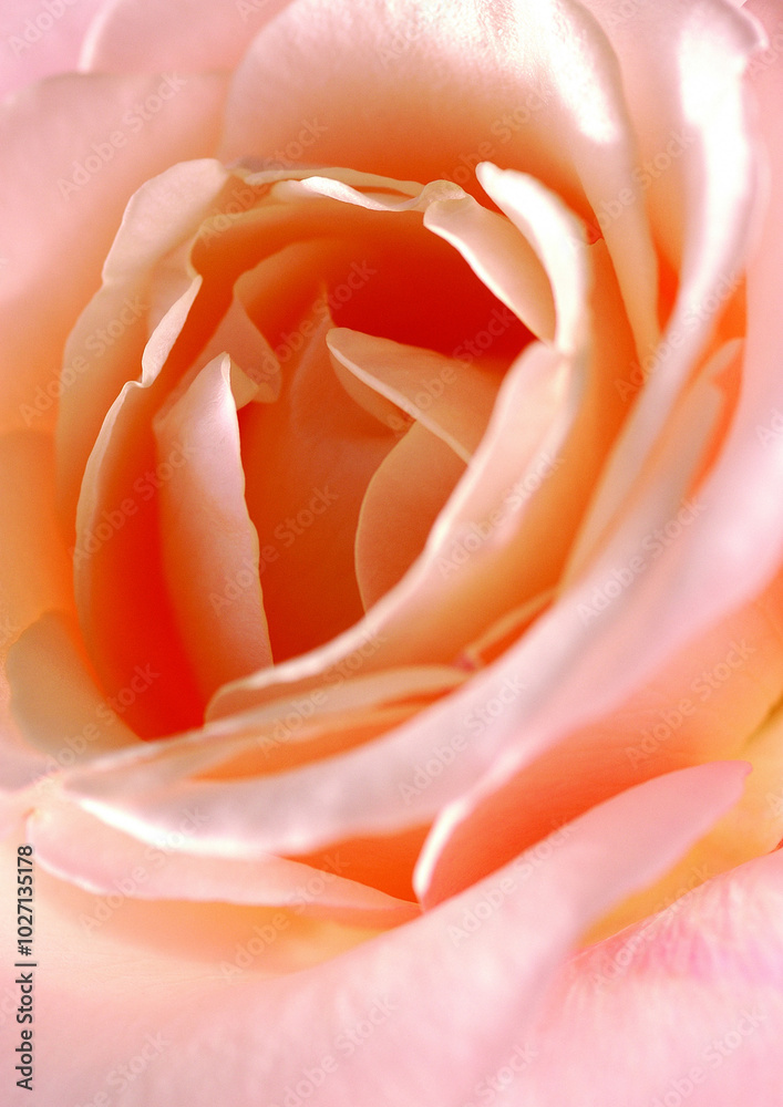Rose flower close macro view background, roses in detail Rose flower close macro view background, roses in detail