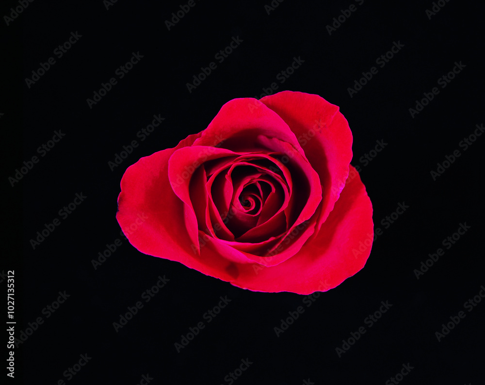 Rose flower close macro view background, roses in detail Rose flower close macro view background, roses in detail