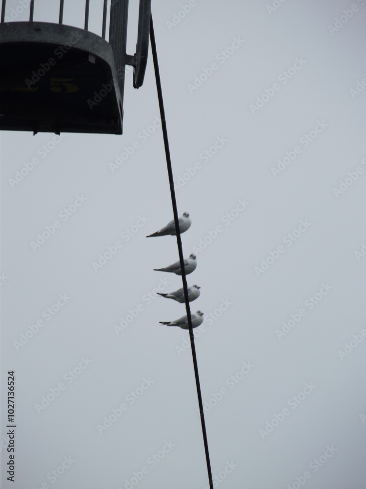 Obraz premium birds on the wire