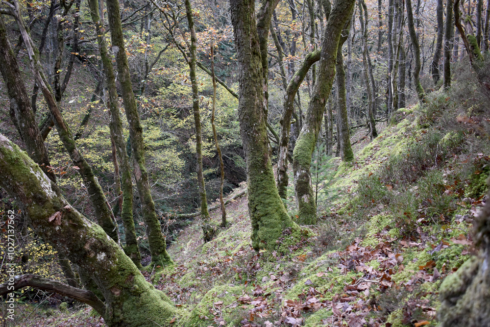Fototapeta premium Forest in the park background, nature outside the city
