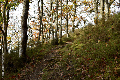 Forest in the park background, nature outside the city