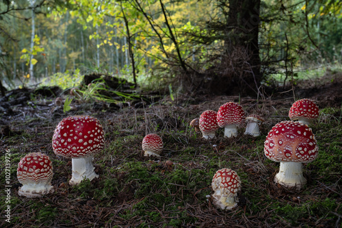 A group of Fly agaric poisonous mushrooms (Amanita muscaria) in a colorful fairy-tale autumn forest photo