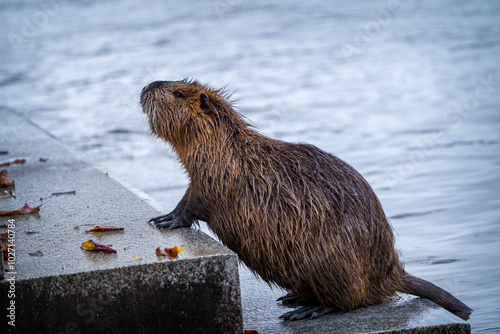 river nutria in the park in autumn photo