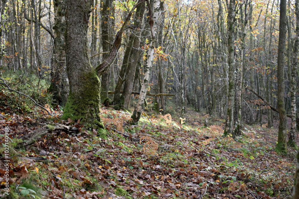 Forest in the park background, nature outside the city Forest in the park background, nature outside the city