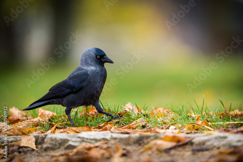 jackdaw in the park on the grass in autumn