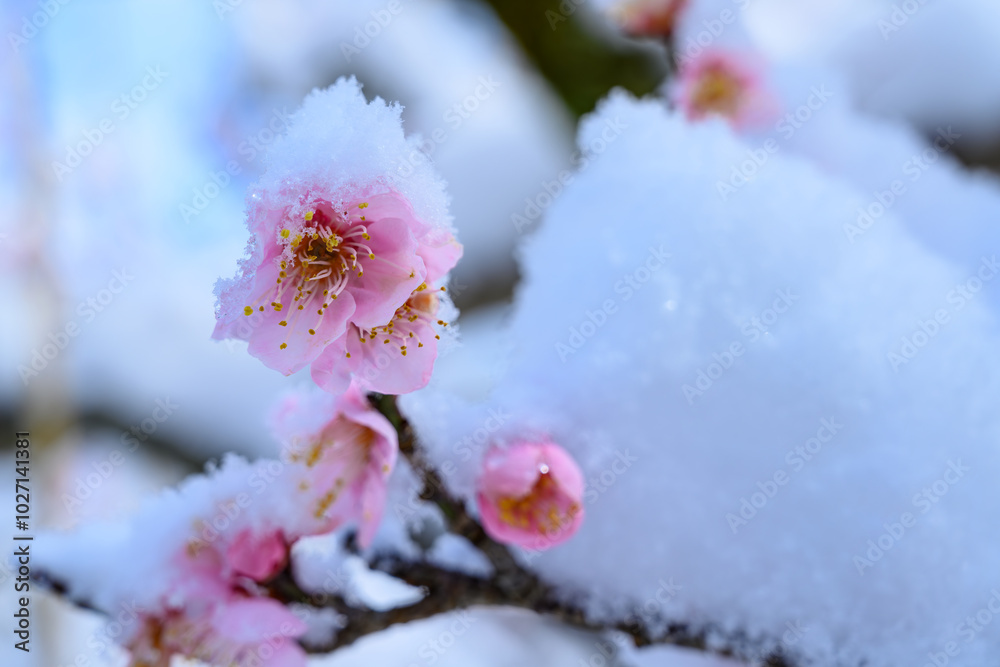 雪の日の梅の花 雪の日の梅の花