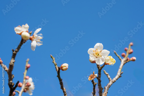 咲き始めた高岡古城公園の梅