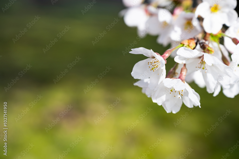 晴れた日の桜 晴れた日の桜