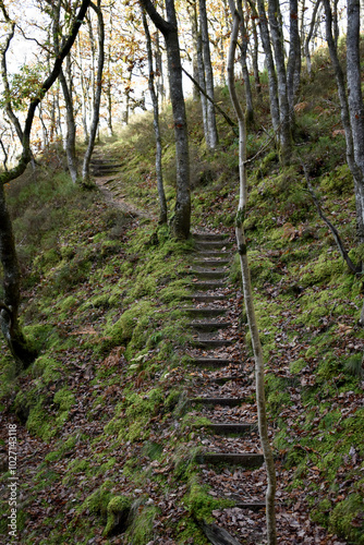 Forest in the park background, nature outside the city