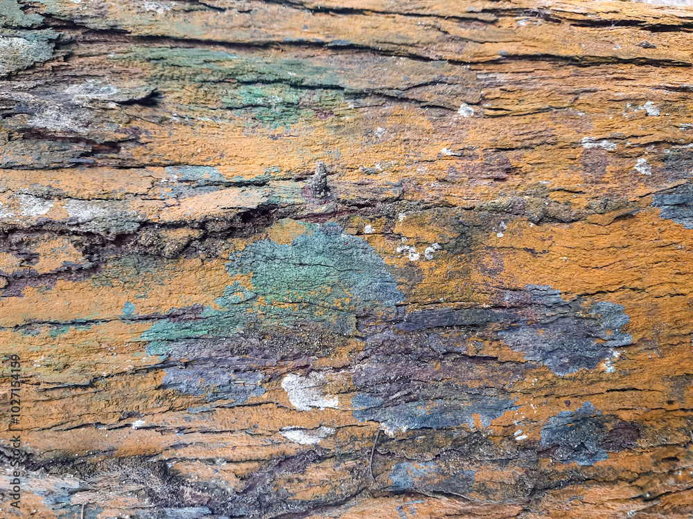 Bark Texture Background of an old pine tree, close up Bark Texture Background of an old pine tree, close up