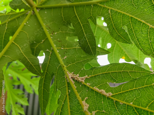 a group of mealybugs nesting in the leaves of a papaya plant photo
