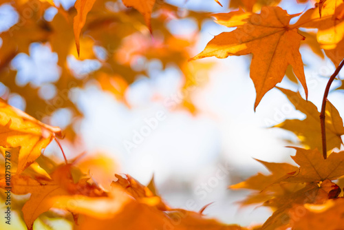 Close-up of a yellow autumn leaf. A bright orange tree changes with a blurred bokeh background. photo