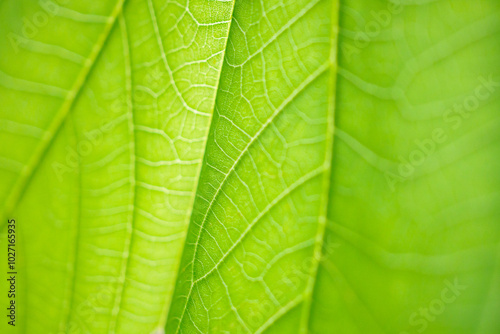 Natural plant green leaf texture surface background