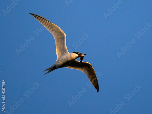 Sandwich tern (Thalasseus sandvicensis) photo