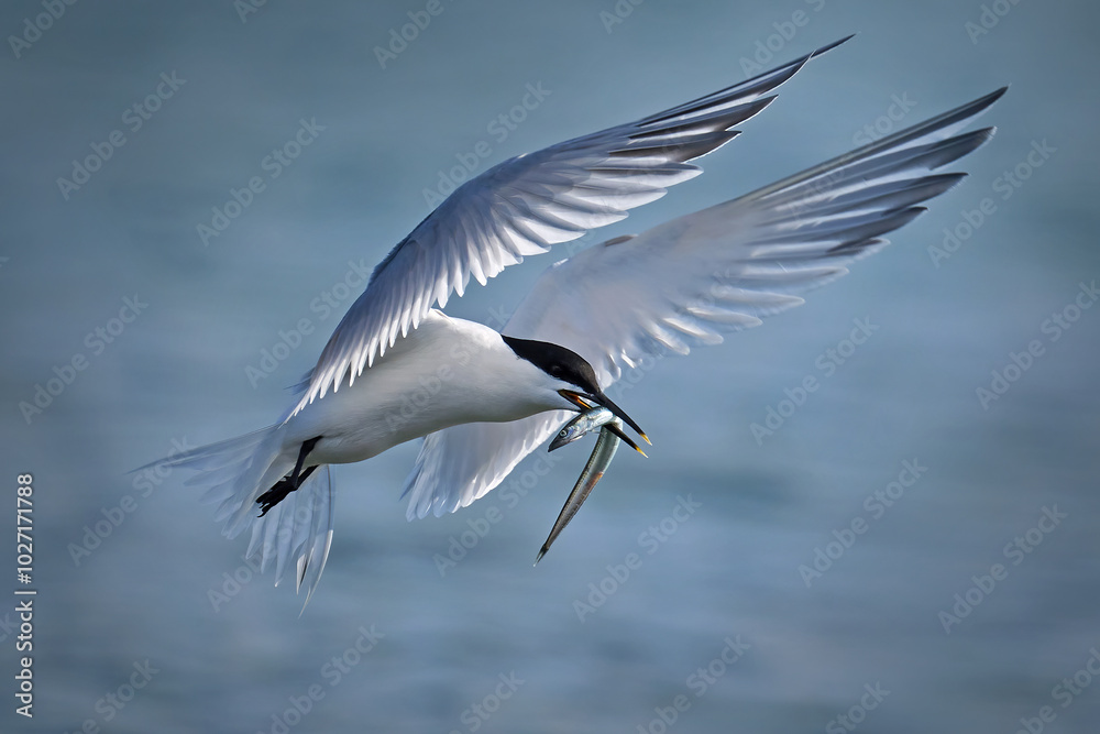 Sandwich tern (Thalasseus sandvicensis) Sandwich tern (Thalasseus sandvicensis)