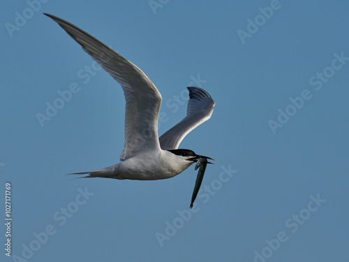 Sandwich tern (Thalasseus sandvicensis) photo