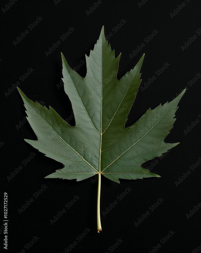 Fototapeta premium Dramatic contrast of a leaf silhouette on plain black background
