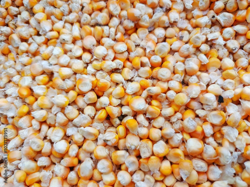 dried corn kernels for food