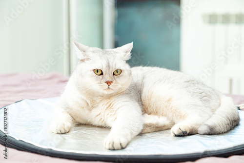 Sad british shorthair silver cat lies on silver reflector.