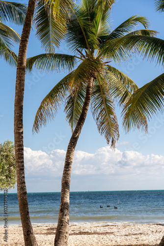 Fototapeta Naklejka Na Ścianę i Meble -  Beach scenery with tall green palm trees in Miami