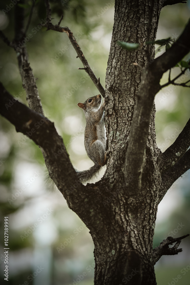 Squirrel climbing up the tree trunk. Squirrel climbing up the tree trunk.