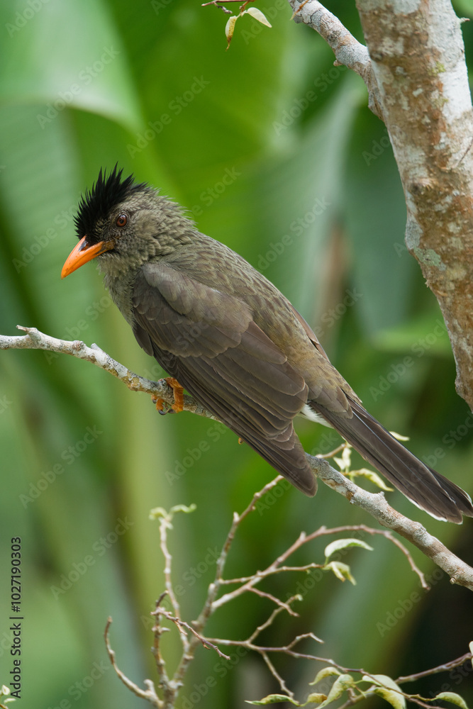 Single Seychelles bulbul endemic bird on branch, Mahe, Seychelles Single Seychelles bulbul endemic bird on branch, Mahe, Seychelles