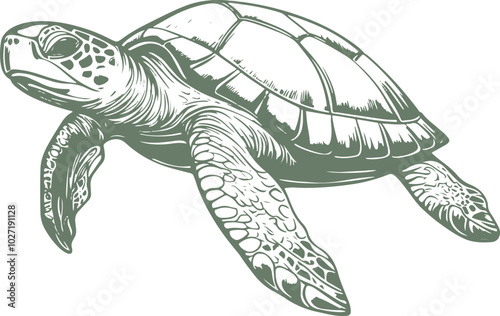 Turtle drawing clipart design illustration