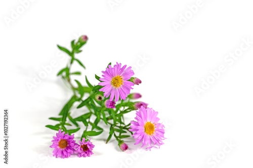 Herbstastern vor weißem Hintergrund