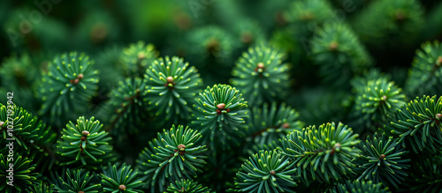 Green spruce tree, Christmas tree close up. Winter nature xmas theme background.