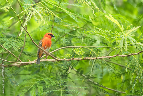 single Madagascar red male fody bird on tree branch, Mahe, Seychelles  photo