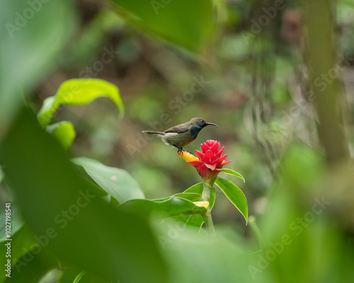 single Seychelles sunbird, Colibir on Red Indonesian Wax Ginger flower (Tapeinochilos ananassae) flower in the flower exotic garden, Mahe, Seychelles photo